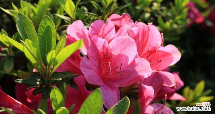 探索锦绣杜鹃的花语与意义 锦绣杜鹃