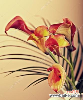 马蹄莲花语解析及寓意与传承 彩色马蹄莲花语