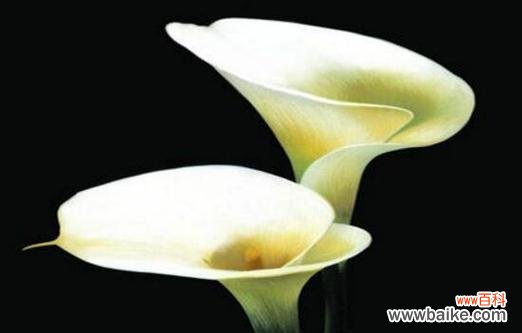 马蹄莲花语解析及寓意与传承 彩色马蹄莲花语