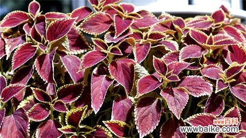 探寻彩叶草的美与意义 彩叶草花语含义与赏析