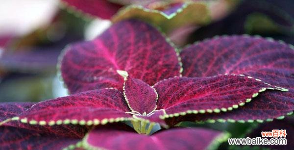 探寻彩叶草的美与意义 彩叶草花语含义与赏析