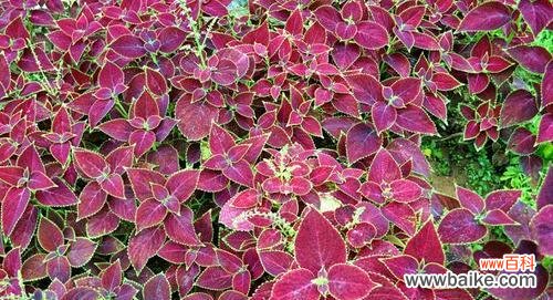 探寻彩叶草的美与意义 彩叶草花语含义与赏析