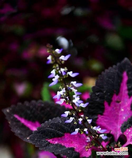 揭开彩叶草花语的秘密 彩叶草花语