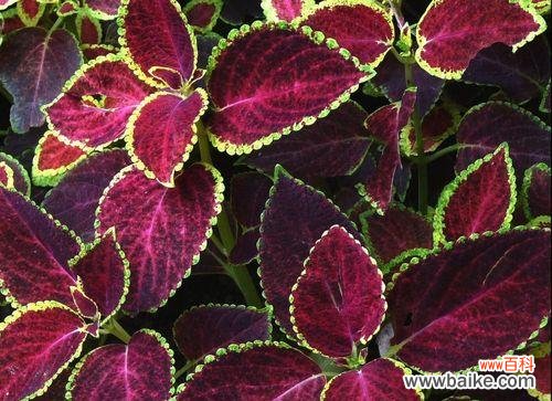 揭开彩叶草花语的秘密 彩叶草花语