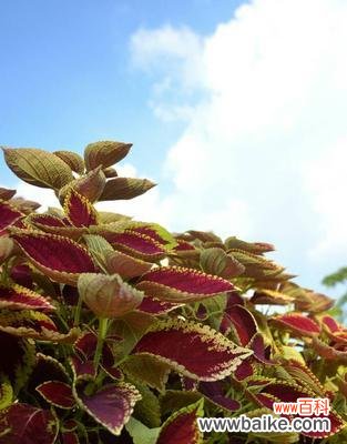揭开彩叶草花语的秘密 彩叶草花语