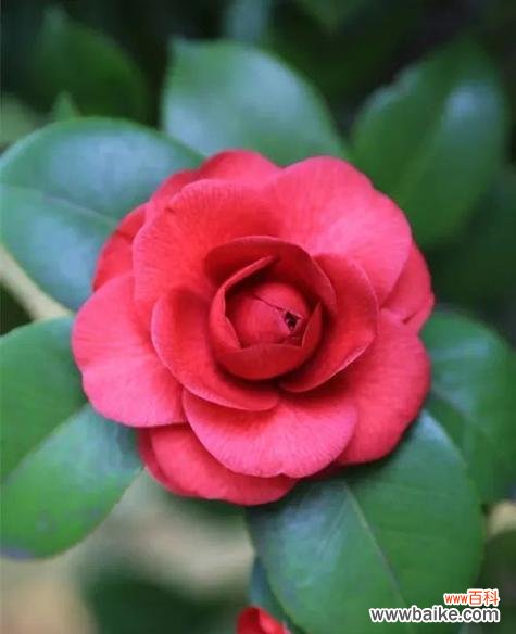 传递情感的花朵与色彩盛宴 山茶花的花语之多彩绽放