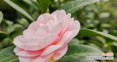揭开四季茶花的神秘花语 四季茶花的花语与代表意义