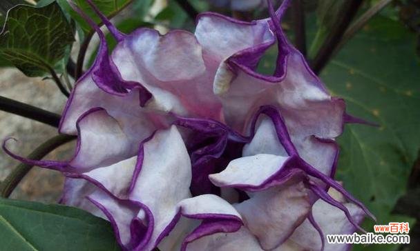 揭开茶色曼陀罗的神秘面纱 探寻茶色曼陀罗和黄色曼陀罗的花语之美