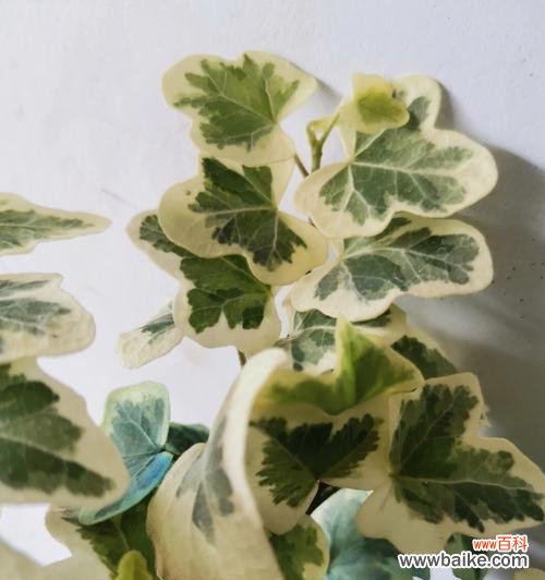 揭开常春藤的神秘面纱 常春藤的花语与意义