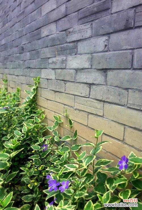 揭开常春藤的神秘面纱 常春藤的花语与意义