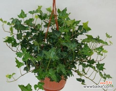 揭开常春藤的神秘面纱 常春藤的花语与意义