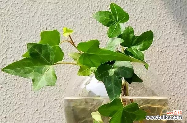 以常春藤为寓意的花语及其象征意义 常春藤的花语——坚韧与永恒