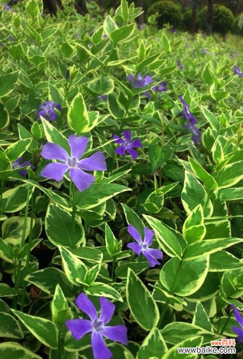 以常春藤为寓意的花语及其象征意义 常春藤的花语——坚韧与永恒