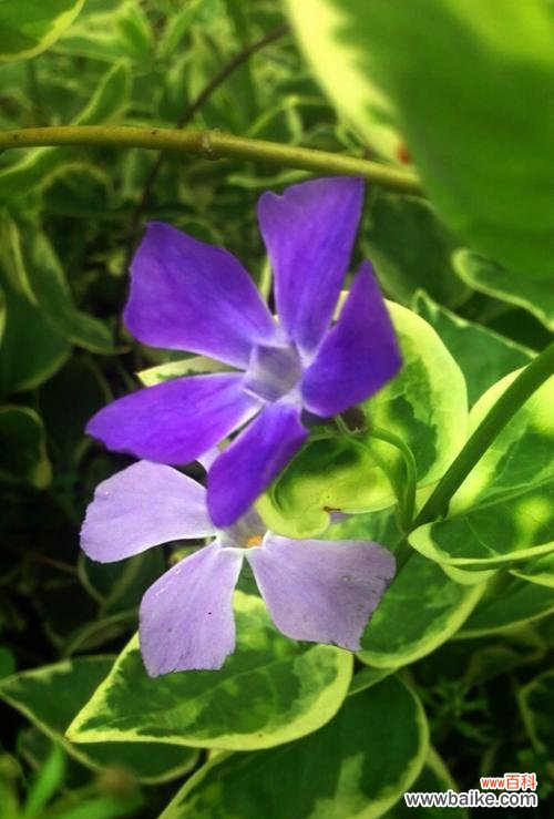 以常春藤为寓意的花语及其象征意义 常春藤的花语——坚韧与永恒