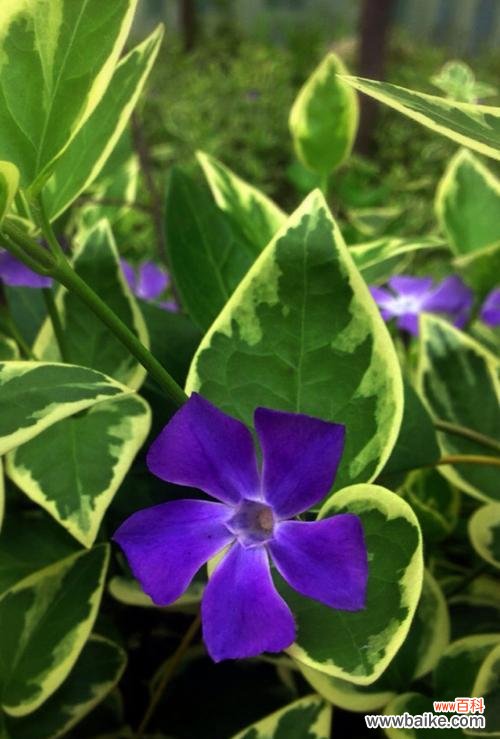 美丽常春藤 常春藤花语