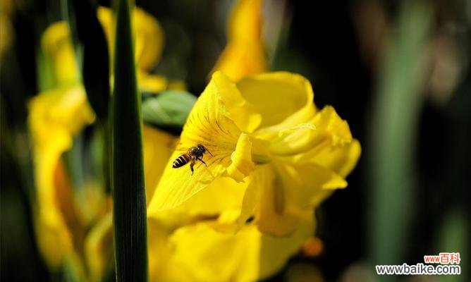 揭示菖蒲花的深层含义 菖蒲花的花语与寓意