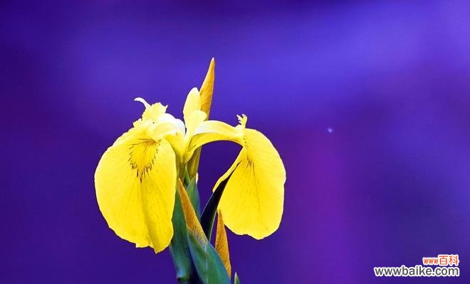 揭示菖蒲花的深层含义 菖蒲花的花语与寓意