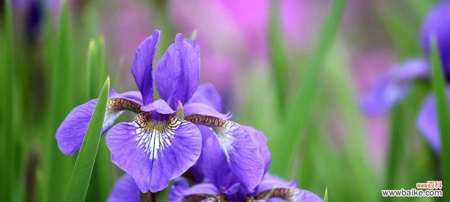 揭示菖蒲花的深层含义 菖蒲花的花语与寓意