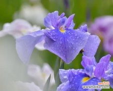 以唐菖蒲的颜色 探寻唐菖蒲花的七种颜色花语