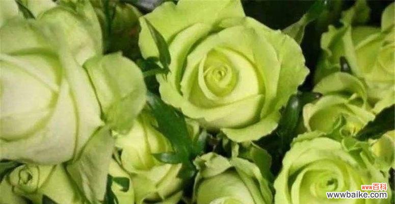 15个品种的花语大揭秘 玫瑰花语之常见品种解读