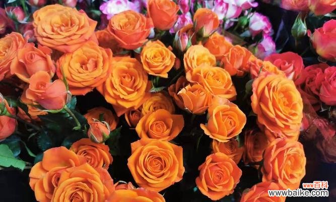 传递热情与温暖的橙色玫瑰 橙色玫瑰的花语与意义