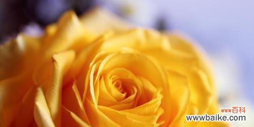 传递热情与温暖的橙色玫瑰 橙色玫瑰的花语与意义