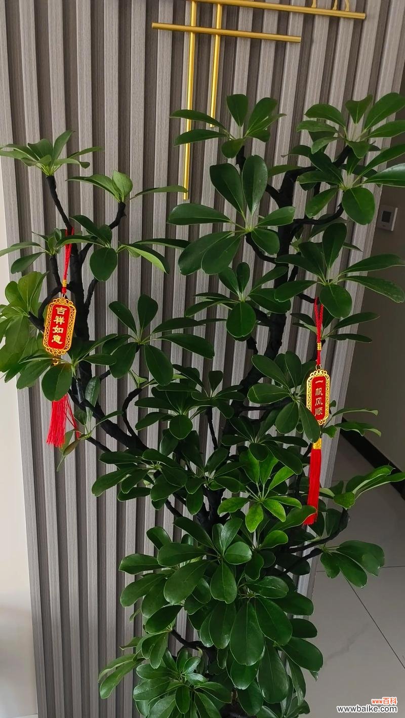 春节时常见的花有哪些寓意？