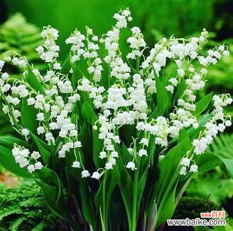 什么花象征幸福？常见幸福花朵有哪些？