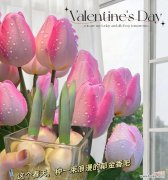 浪漫的花有哪些？各种花卉在浪漫场合中的含义是什么？