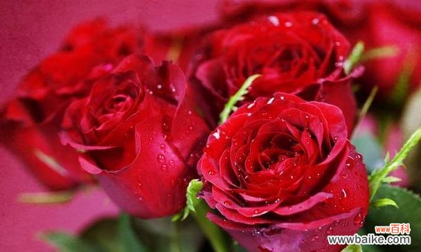 红色中哪种花象征着爱情？