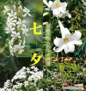 浪漫花语36发是什么意思？如何用花语表达浪漫？