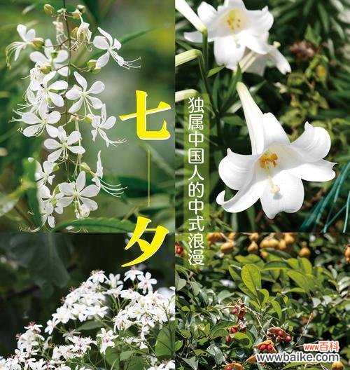 浪漫花语36发是什么意思？如何用花语表达浪漫？