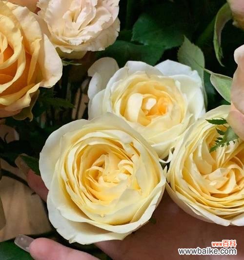 浪漫花语36发是什么意思？如何用花语表达浪漫？