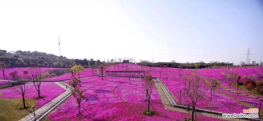 花坡节是什么？花坡节有哪些传统意义和习俗？