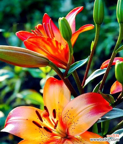 哪种花是爱情的象征?爱情花朵有哪些特点?