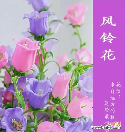彩色风铃花代表什么?风铃花的含义和象征是什么?