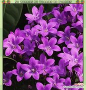 彩色风铃花代表什么？风铃花的含义和象征是什么？