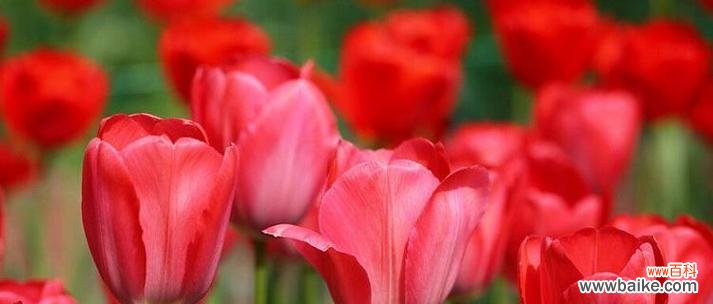 粉色的花通常代表什么?粉色花的寓意有哪些?