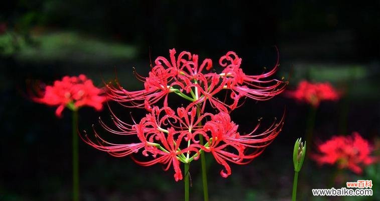 花的传统意象意义是什么?花在文化中象征着什么?