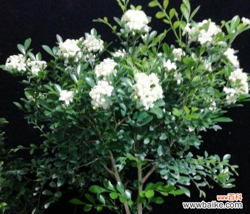 探秘九里香花语的神秘内涵 九里香花语与寓意的深度解读