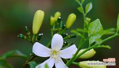 探秘九里香花语的神秘内涵 九里香花语与寓意的深度解读