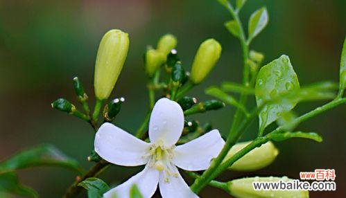探秘九里香花语的神秘内涵 九里香花语与寓意的深度解读