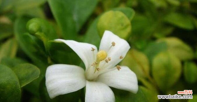 探秘九里香花语的神秘内涵 九里香花语与寓意的深度解读