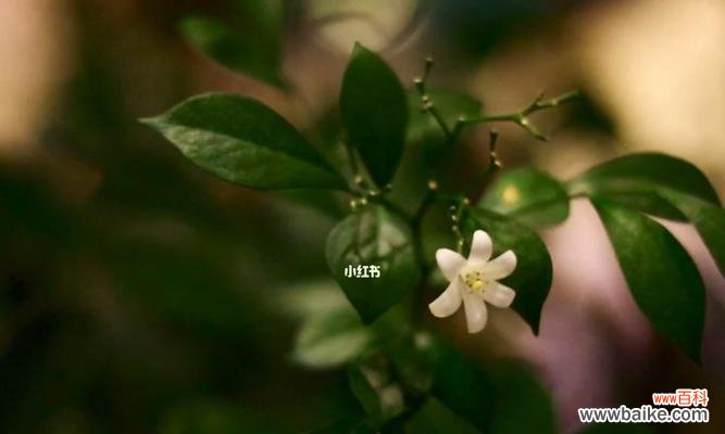 用花朵讲述心情，九里香绽放的意义 九里香的花语