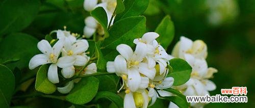 用花朵讲述心情，九里香绽放的意义 九里香的花语