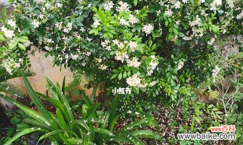 探究九里香背后的文化意义与象征 九里香的寓意与象征