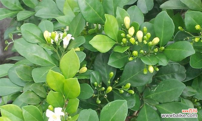 探究九里香背后的文化意义与象征 九里香的寓意与象征