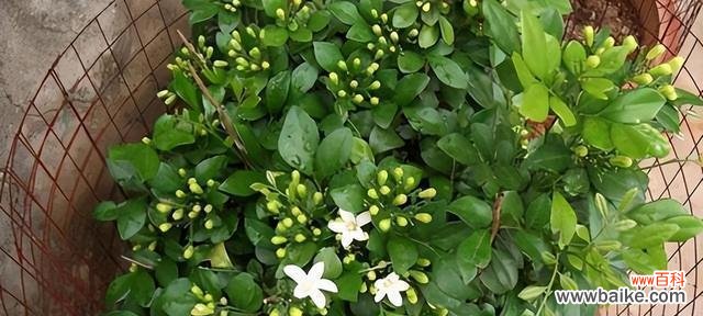 探究九里香背后的文化意义与象征 九里香的寓意与象征