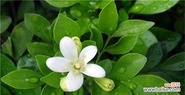 九里香花语的内涵与象征及其传承与发展 九里香花语的意义与传承