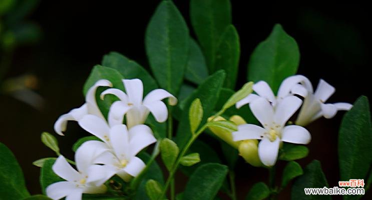 九里香花语的内涵与象征及其传承与发展 九里香花语的意义与传承